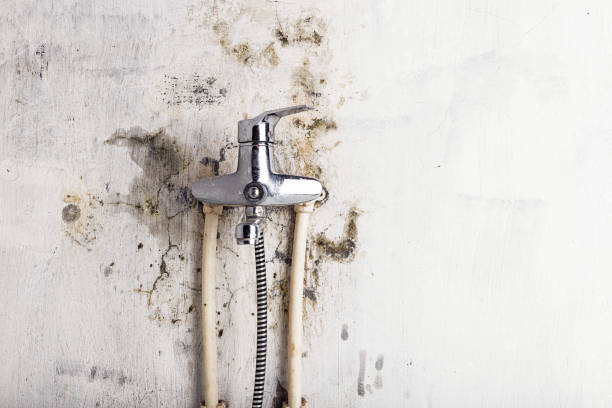 Best Local Mold Removal Service  in Walton, KY