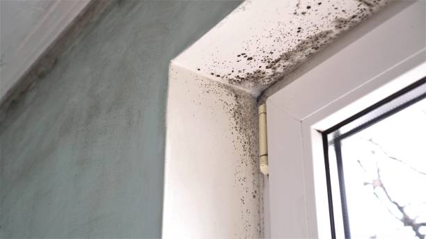 Best Residential Mold Removal  in Walton, KY