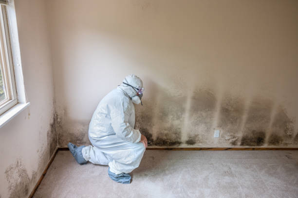 Crawl Space Mold Removal in Walton, KY