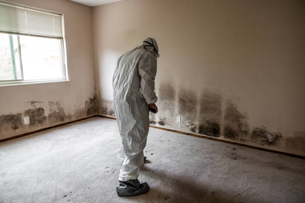 Best Attic Mold Removal  in Walton, KY